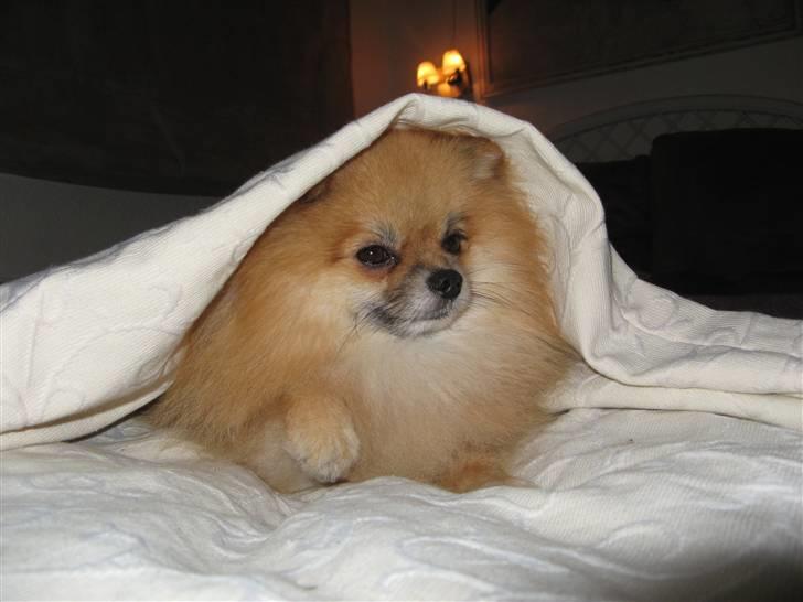 Pomeranian Cobillias Chico - Godmorgen lille engel . . billede 8