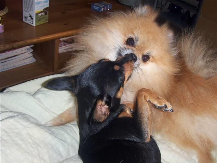 Pomeranian Cobillias Chico - En lille møs fra hans bedste veninde. billede 9