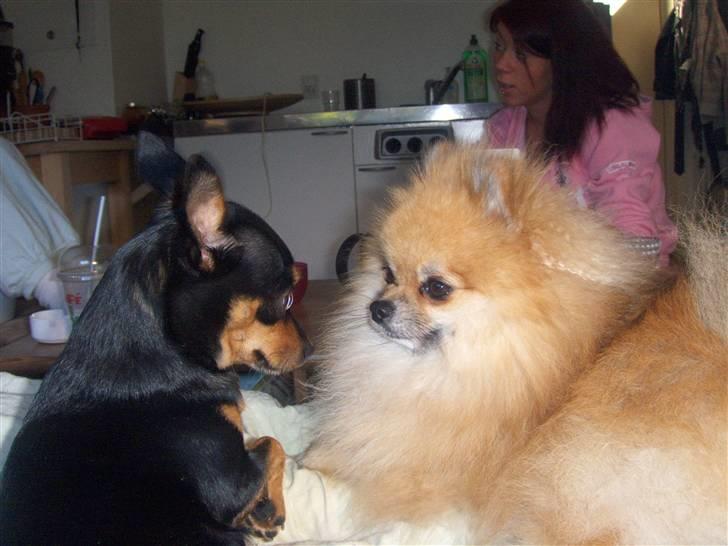 Pomeranian Cobillias Chico - Så glade for hinanden :) billede 10