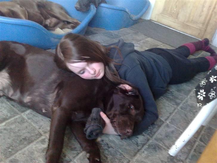 Labrador retriever tikki<3 R.I.P :'( - efter en lang ride tur såe er man godt træt<33 ;D  billede 13