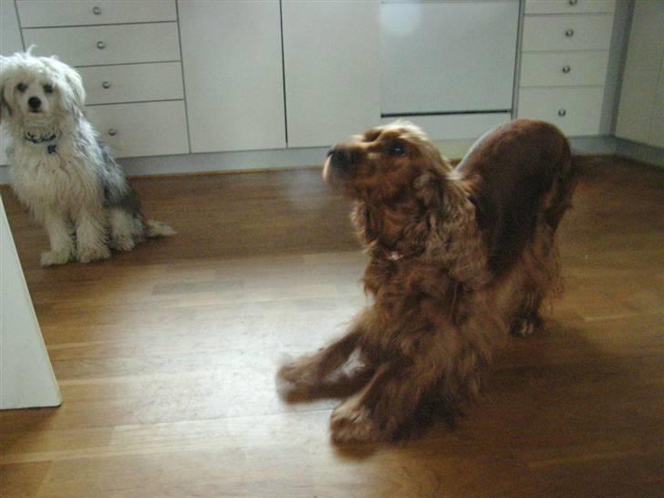 Cocker spaniel Lady billede 15