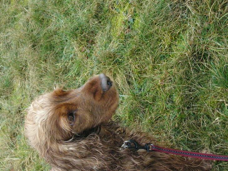 Cocker spaniel Lady billede 16