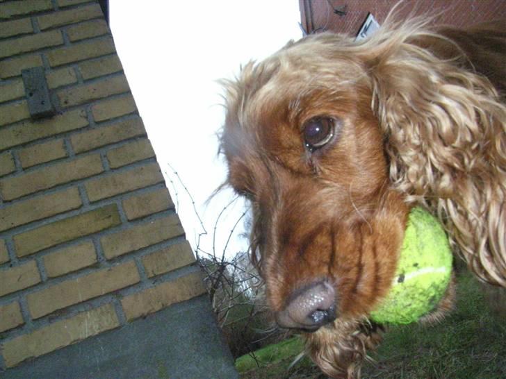 Cocker spaniel Lady billede 17