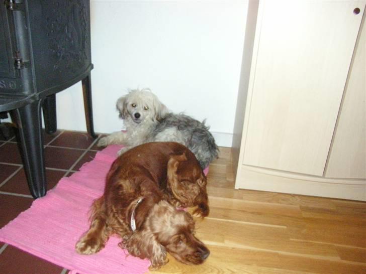 Cocker spaniel Lady billede 18