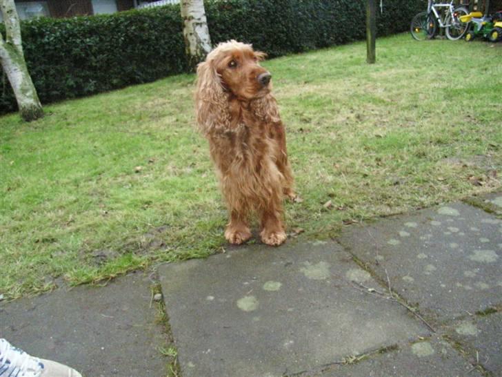 Cocker spaniel Lady billede 19