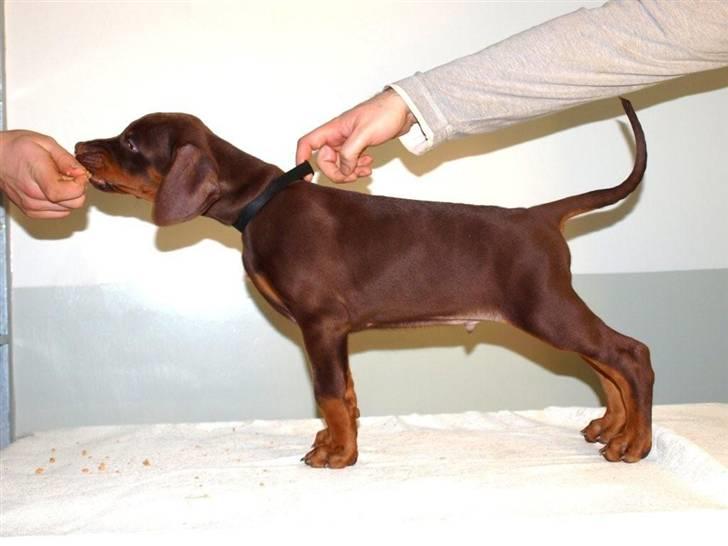 Dobermann Dobergaarden F.  Apollo - Aopllo 7 uger. billede 1