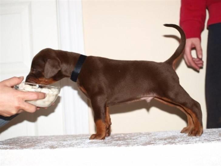 Dobermann Dobergaarden F.  Apollo - Apollo 3 uger billede 2