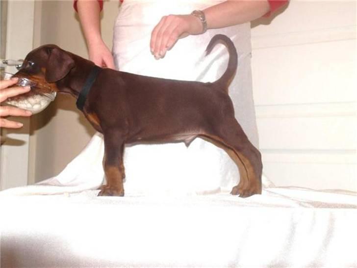 Dobermann Dobergaarden F.  Apollo - Apollo 5 uger. billede 3