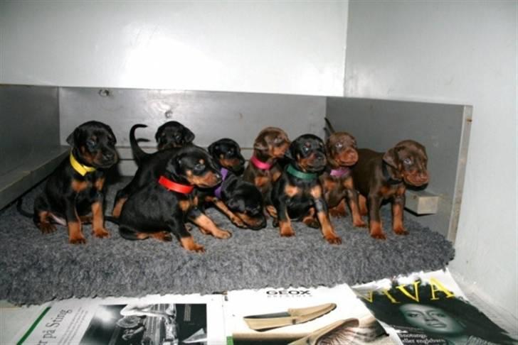 Dobermann Dobergaarden F.  Apollo - Kuldet, Apollo længst til højre. billede 4