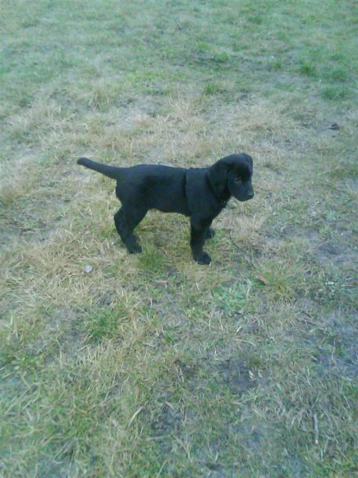 Labrador retriever tajson - her har vi lige hente ham og lufter ham ude ved gallykken billede 6