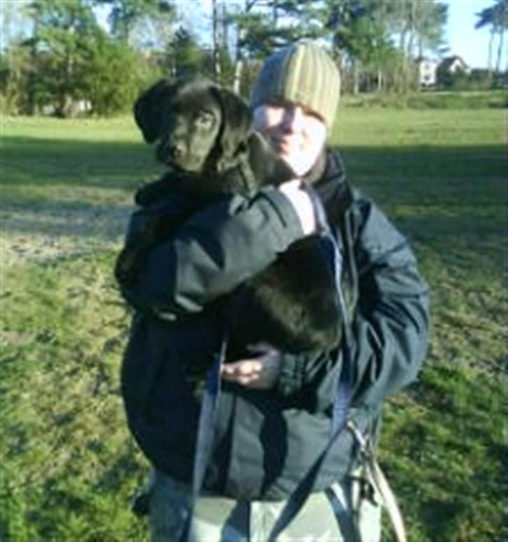 Labrador retriever tajson billede 7