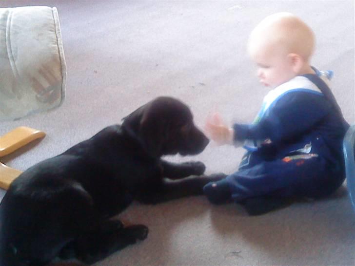 Labrador retriever tajson billede 8