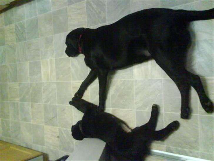 Labrador retriever tajson - her ligger tajson sammen med molly som er mine forældres hund billede 9