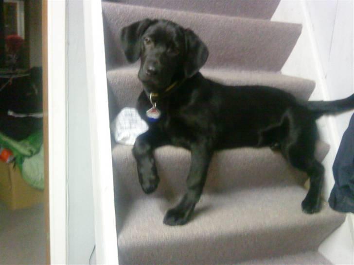 Labrador retriever tajson billede 10