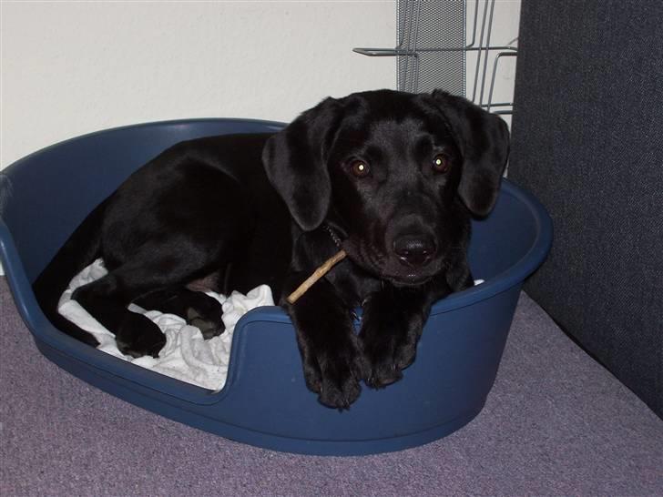 Labrador retriever tajson billede 11