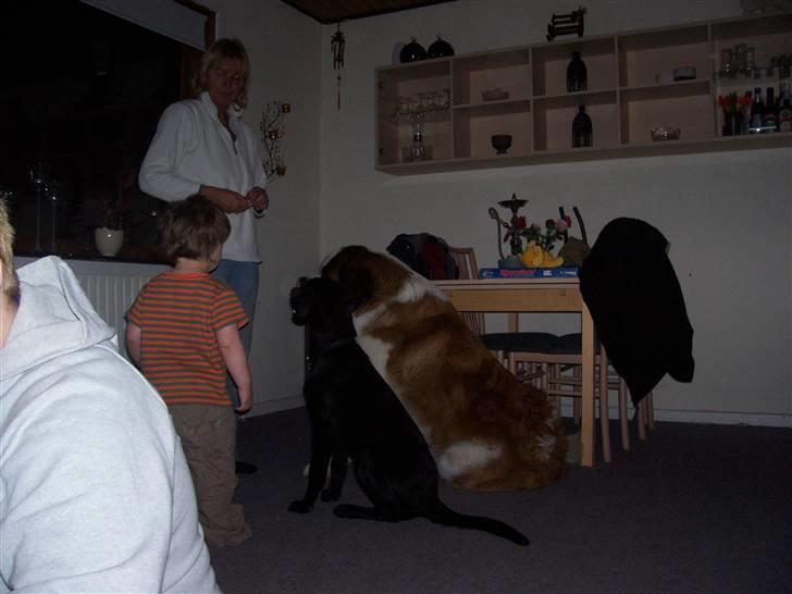 Labrador retriever tajson billede 13