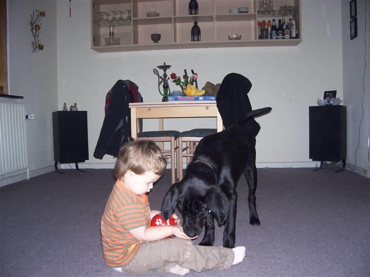 Labrador retriever tajson billede 14