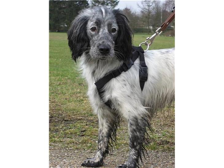 {{currentPhoto.altText}} billede {{currentPhoto.number}}