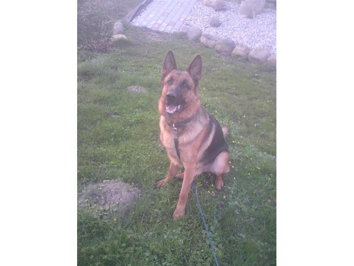 {{currentPhoto.altText}} billede {{currentPhoto.number}}