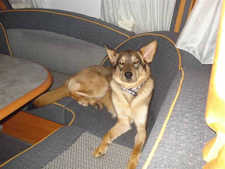 {{currentPhoto.altText}} billede {{currentPhoto.number}}