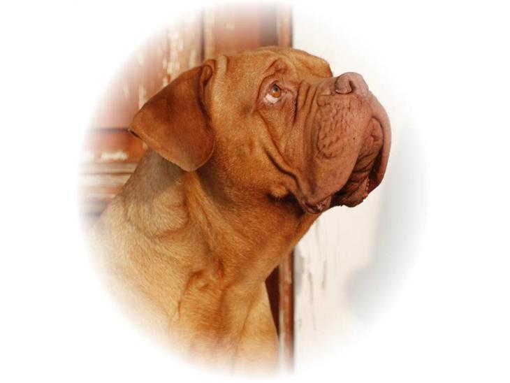 Dogue de bordeaux Násly R.I.P billede 1