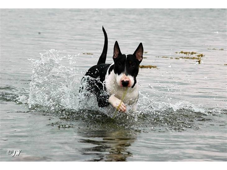 Bullterrier Anzesa Important Ingo - Godt Louis ikke druknede i det store hav ;-) billede 1