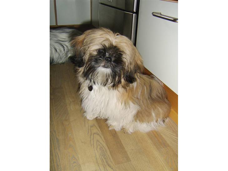 Shih tzu Futte billede 1
