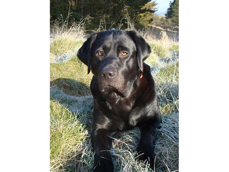 Labrador retriever Tulle - Smukke Tulle i skoven en kold morgen.  billede 1