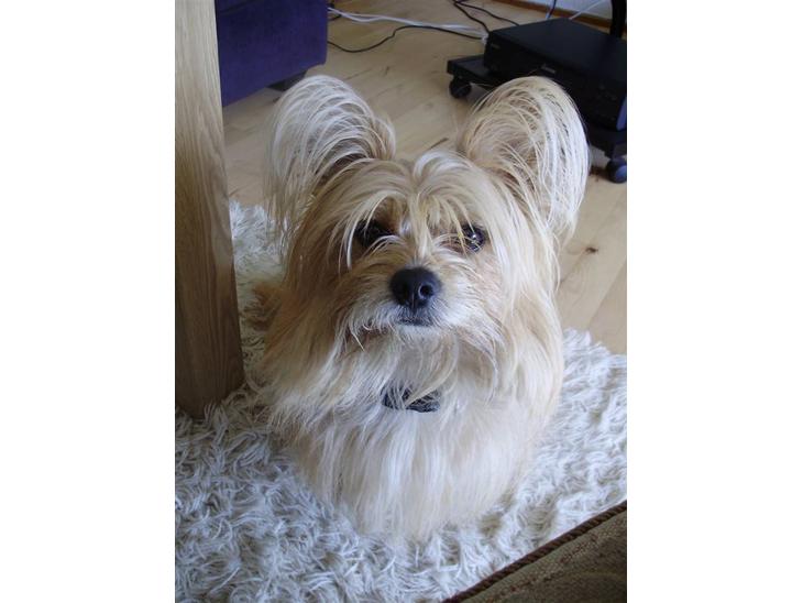 Blanding af racer Fido - Velkommen til Fido´s profil:) billede 1