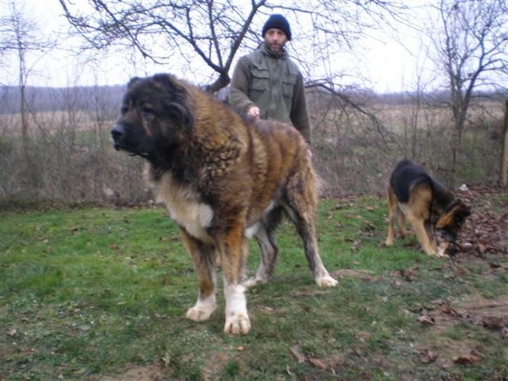 vægt Fugtighed Brutal Kaukasisk ovtcharka Pasha - Billeder af hunde - Uploaded af Ademir M