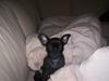 Blanding af racer Nala
