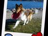 Shetland sheepdog Dixie