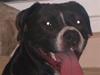 Amerikansk staffordshire terrier Buddi