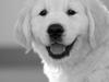 Golden retriever Brorson