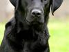 Labrador retriever SEVCH Jægerslunds Lokka