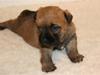 Cairn terrier Frida