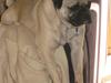 Blanding af racer Thor Mops/Engelsk Bulldog