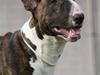 Bullterrier Porgy [Tidl. hund]