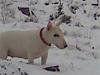 Bullterrier Bess