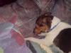 Blanding af racer foxterrier ( Snubbie)