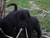 Labrador retriever joey