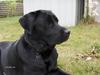 Labrador retriever Rex