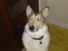 Blanding af racer Foxy [Tidl. hund]