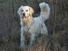 Golden retriever Bess