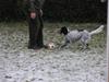 Engelsk setter Trine 