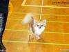 Chihuahua 1414´s Damian **DKCH**