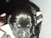 Labrador retriever Fie