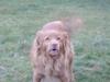 Nova scotia duck tolling retriever Molly Iversen [Tidl. hund]
