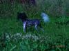 Chinese crested hårløs Hersted's Yorkshire Ming-