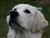 Golden retriever Labråtens Ivita